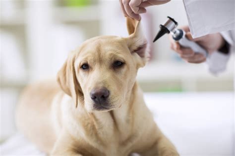 Обращение к ветеринару после поездки