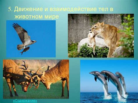 Одиночество: символика и ее отражение в животном мире