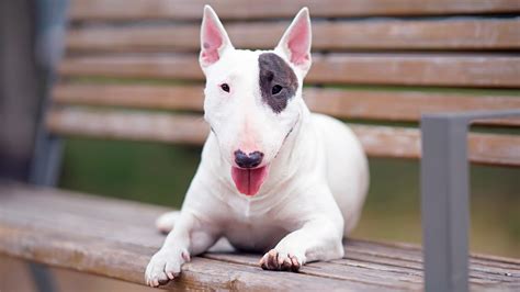 Описание породы