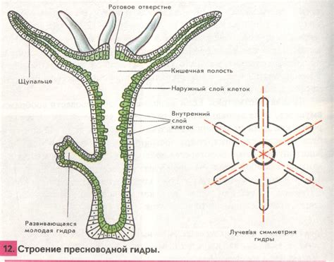 Определение истинного адреса Гидры