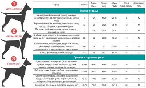 Определение породы собаки басты персик