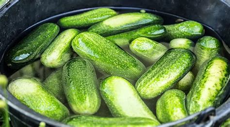 Оптимальное время замачивания огурцов перед консервированием