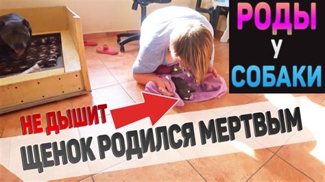 Оптимальные интервалы между рождением щенков во время собачьих родов