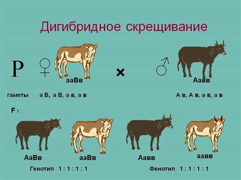 Оптимальные породы для скрещивания
