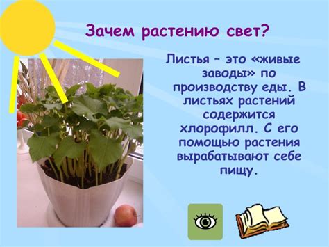 Оптимизация процесса выращивания