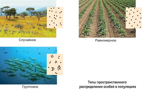 Оптимизируй распределение растений на поле
