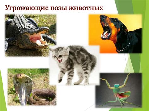 Орехи и их влияние на поведение животных