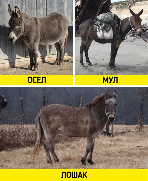 Ослы и мулы в корриде: особенности и функции