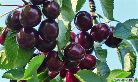 Особенности выращивания черешни в Крыму