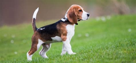 Особенности поводков для собаки бигль