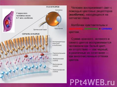 Особенности рецепторов на сетчатке