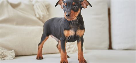 Особенности собаки хенджина: характер, уход и порода