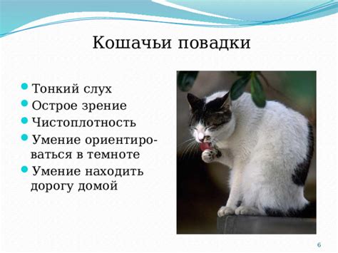 Острое чутье и рефлексы кошек