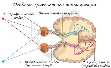 Острый зрительный аппарат змей