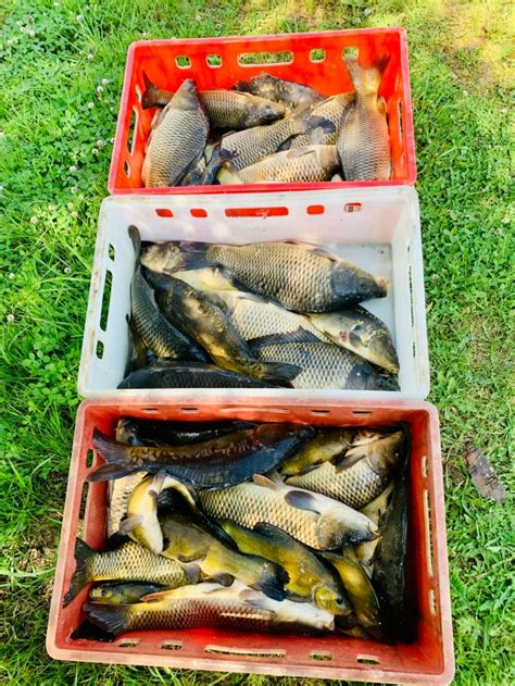 Отличные сочетания для карпа