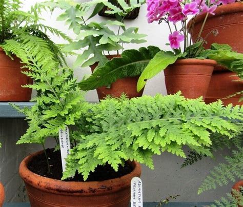 Папоротник и белые цветы: идеальное сочетание