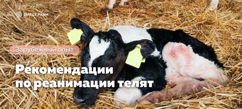 Переведение телят на кабачки: оптимальная стратегия