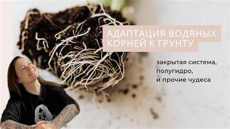 Поглубление корней самшита: адаптация к суровым условиям