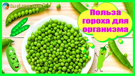 Польза гороха для поросят