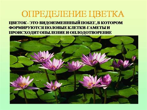 Понятие о Цветке жизни