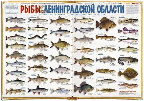 Популярные виды рыбы на Волге в Костроме сегодня