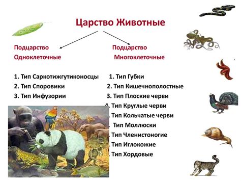 Популярные представители животного мира, питающиеся кукурузой