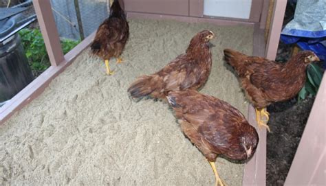 Почему важно выбрать правильный песок для кур