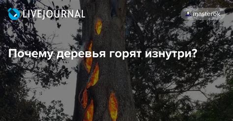 Почему некоторые деревья плохо горят в России