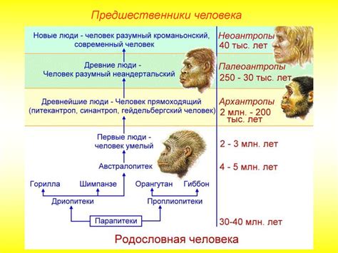 Предшественники и происхождение