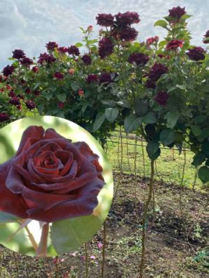 Преимущества красного баккара