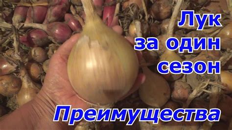 Преимущества лука