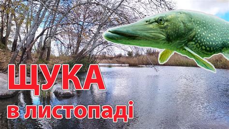 Применение знаний о скорости плавания щуки в рыболовстве