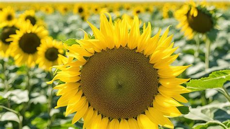 Продолжительность срока годности