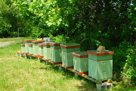 Пчеловодство: экономический анализ и перспективы