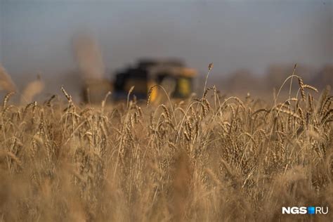 Пшеница как основной источник питания в экстремальных условиях