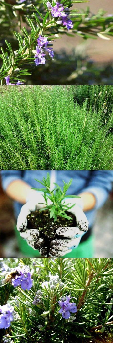 Разнообразие видов розмарина