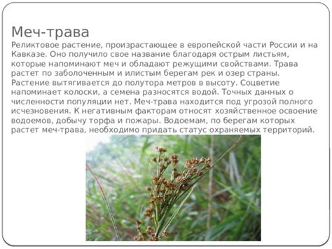 Растение, произрастающее только на Бермудах: удивительные факты и описание