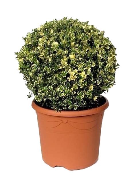 Растение самшит: описание и внешний вид