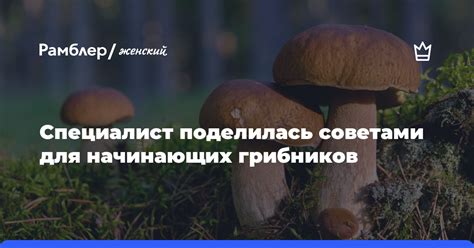 Рекомендации для начинающих грибников