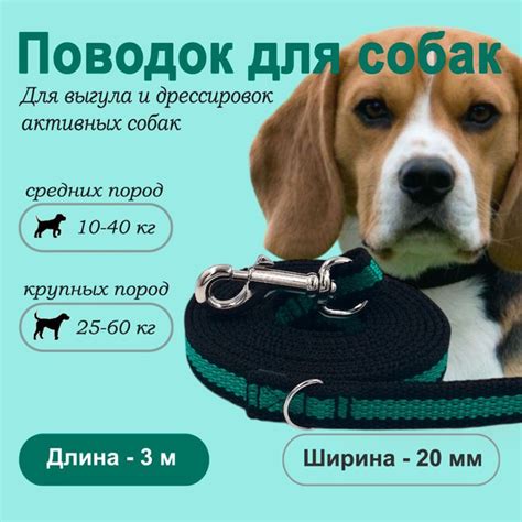 Рекомендации по выбору поводка для собаки бигль