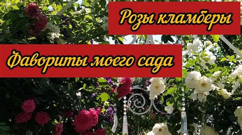 Розы для завершения гармонического сада с сосной