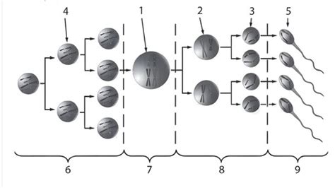 Роль в процессе размножения: