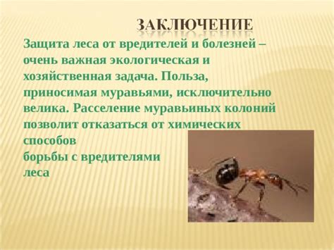 Роль зрения в социальной организации муравьиных колоний