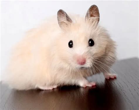 Роль хвоста у хомяка: почему это важно