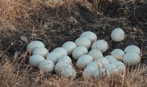 Самцы создают гнезда и бережно инкубируют яйца