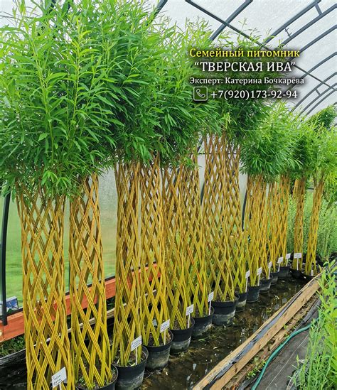 Самшица: способы выращивания и уход за корневой системой