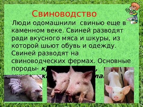 Свиноводство: эффективность и рентабельность