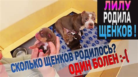 Сколько времени обычно проходит между рождением каждого щенка