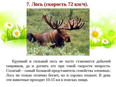 Скорость бега лося: история изучения и факты