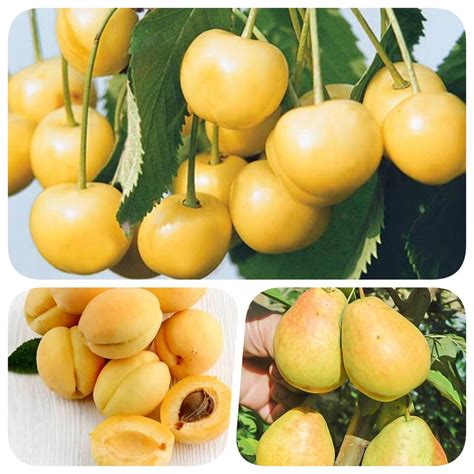 Сочетание вишни и абрикоса: сладкая гармония